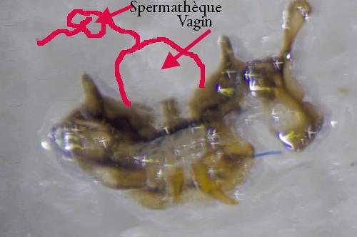 Bembidion coeruleum